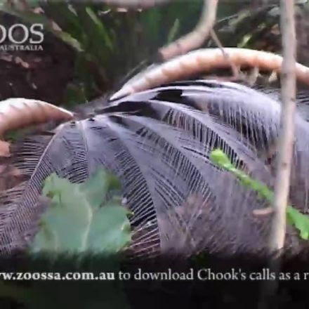 Lyrebird at Adelaide Zoo