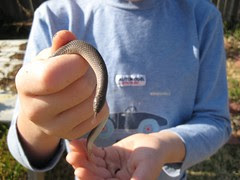 Snake
