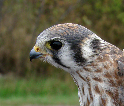 American Kestrel