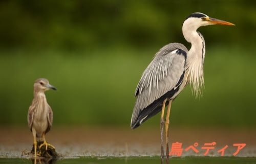 縁起がいい鳥 アオサギ の鳴き声や特徴 生態について