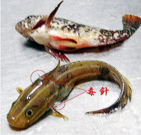 岩地の危険な魚達