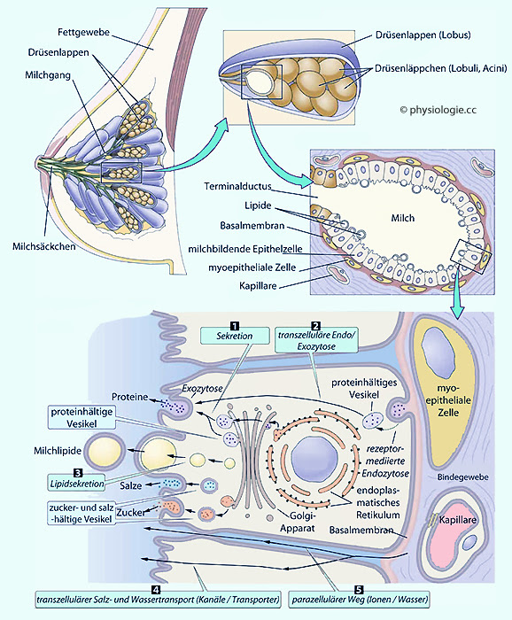 Physiologie Geburt Und Wochenbettperiode