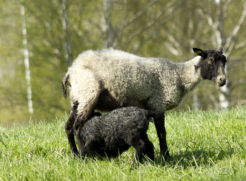 Ewe & Lamb