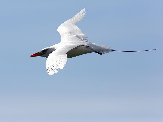 森の自然誌 野鳥 野鳥リスト アカオネッタイチョウ