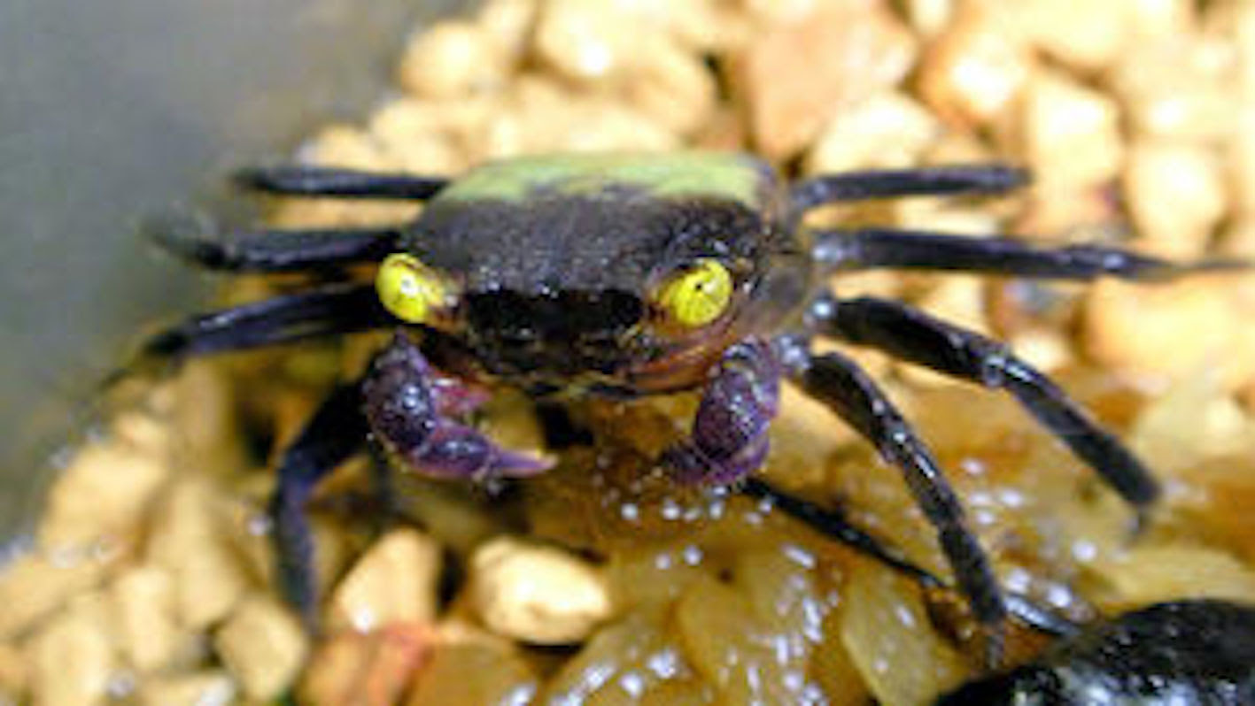 海で獲ってきたカニの飼い方について カニlab