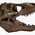 Allosaurus Skeleton Png / Iguanodon is included in the …