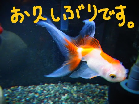 金魚 飼い始めました