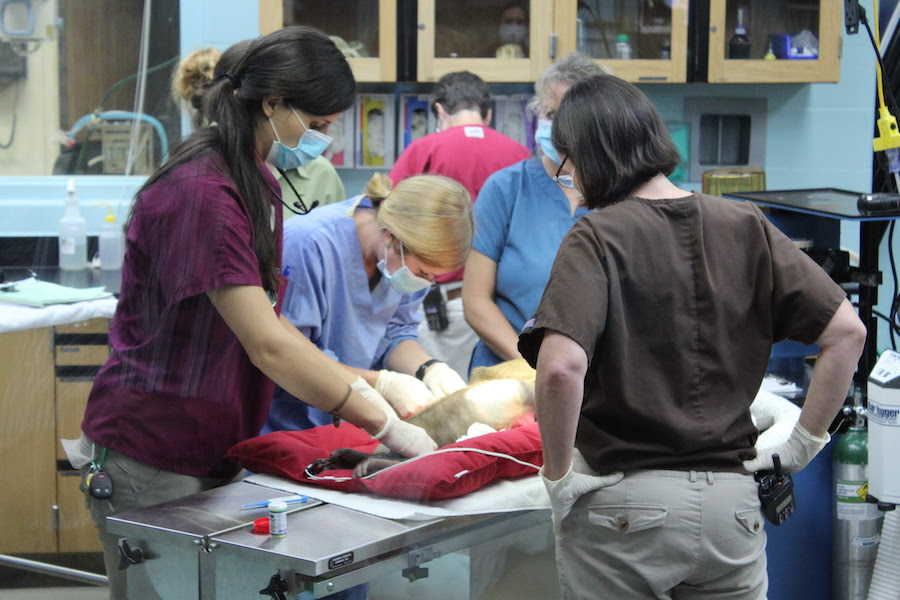 Rafiki's Planet Watch at Disney's Animal Kingdom 