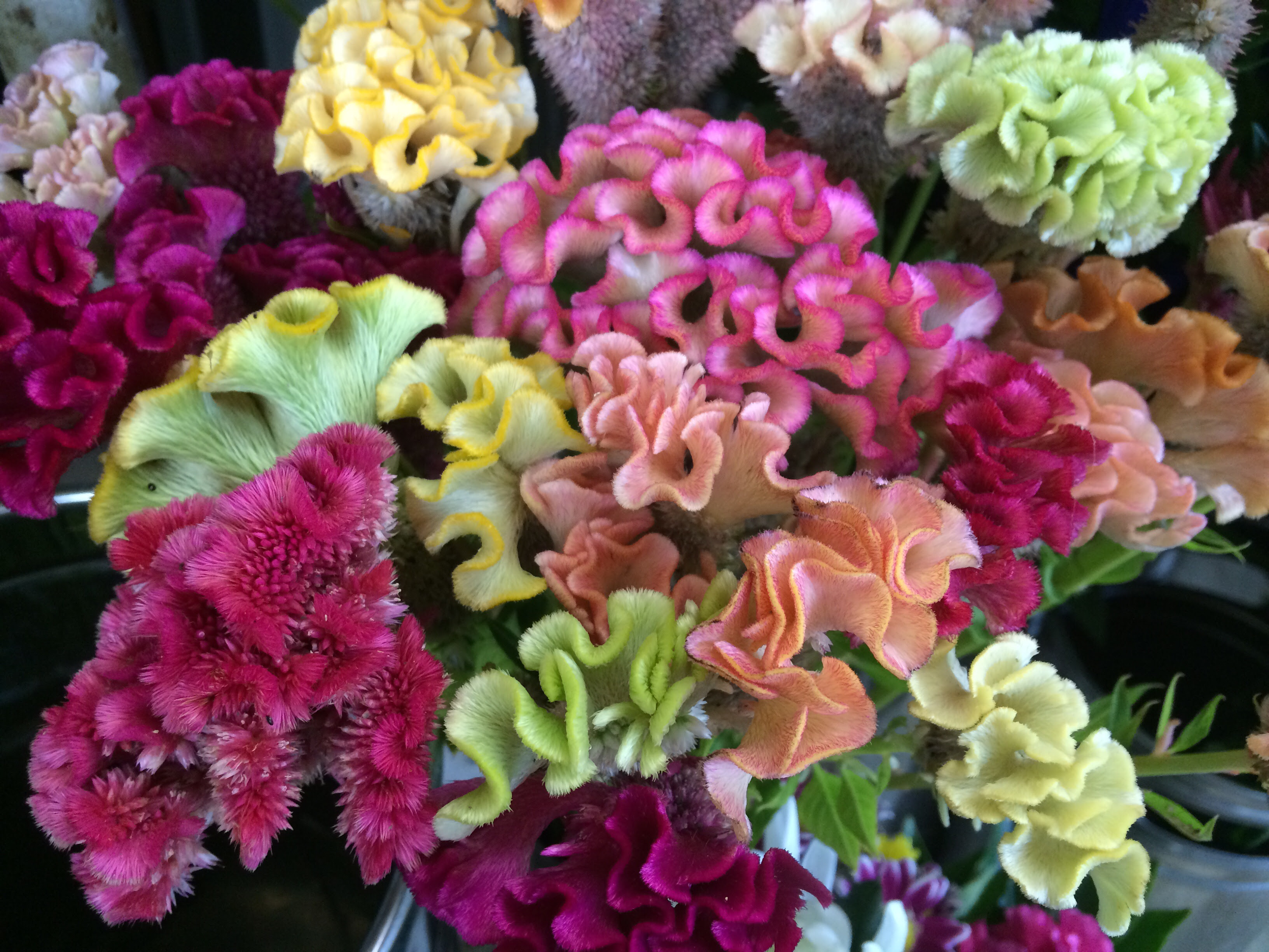 ケイトウ ハナノオト