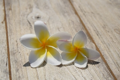 ハワイを代表する花 プルメリア 花言葉や花の意味 Hawaiiの風をお届け Aloha Hawaii Mau