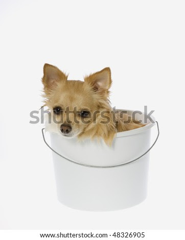 long haired chihuahua puppy. long hair Chihuahua Puppy