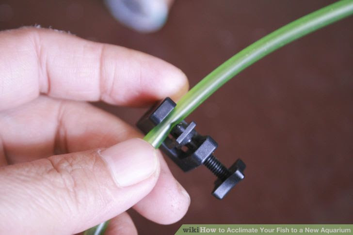 Acclimate Your Fish to a New Aquarium Step 6.jpg