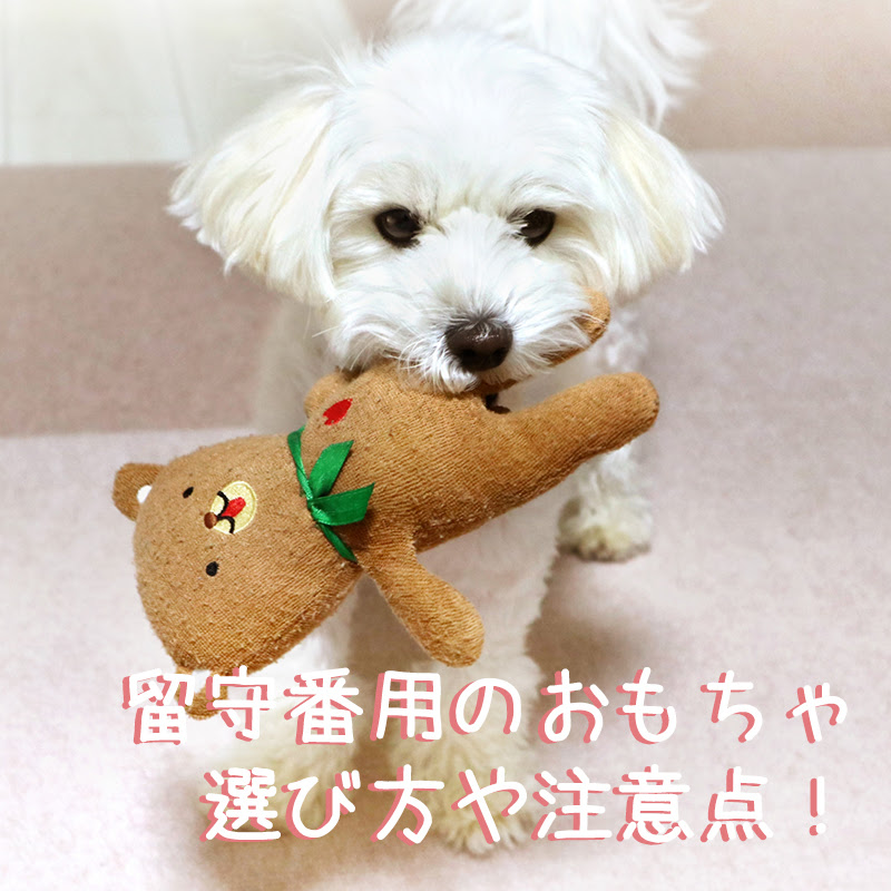 犬用の留守番おもちゃの選び方や注意点 おすすめおもちゃ3選