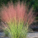 Full Sun Tiered Garden Design Ideas, Pictures, Remodel, and Decor