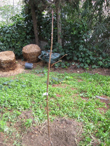 bare-root nectarine