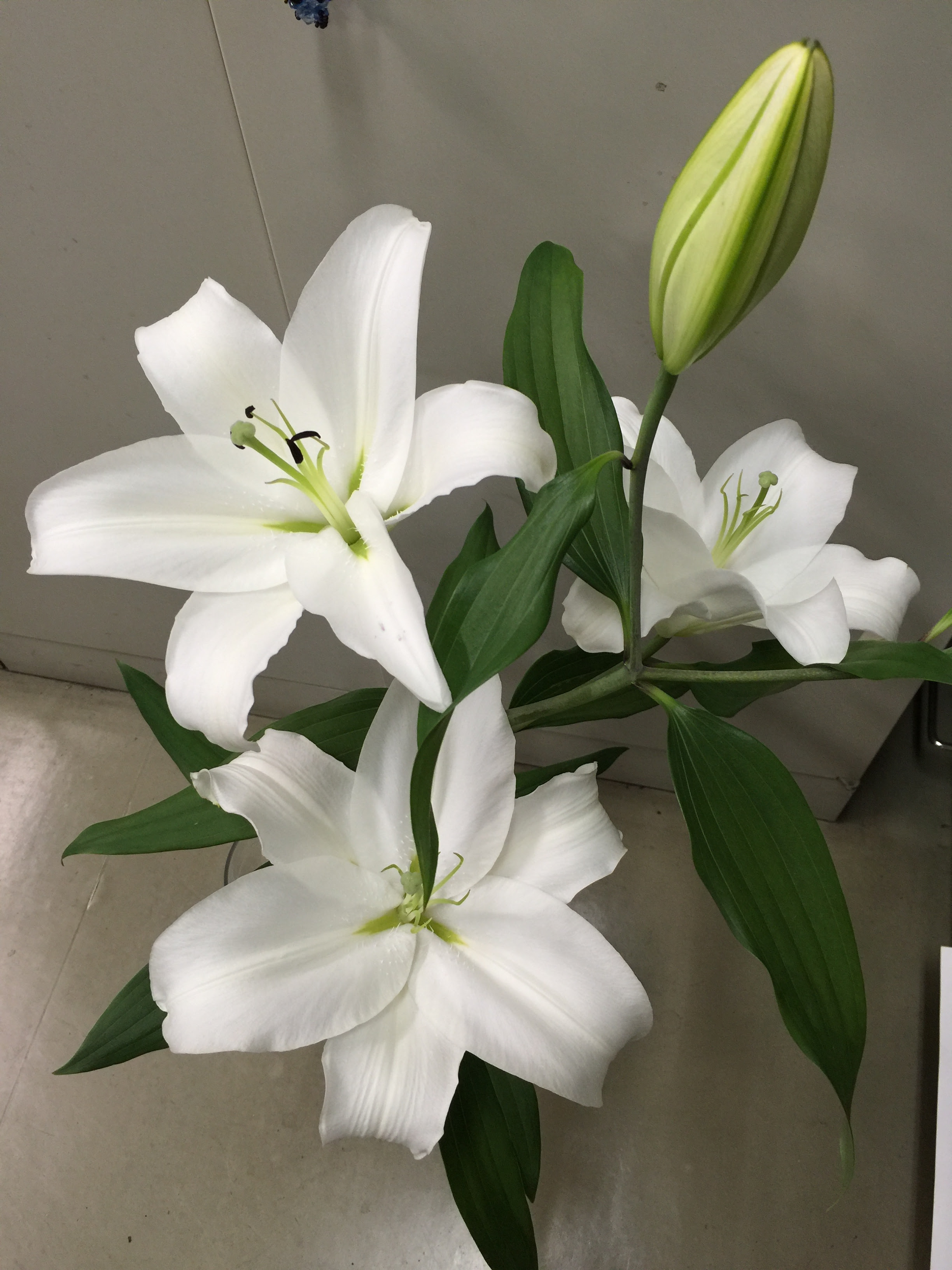 無花粉のゆり 花市場の仲卸 大森花卉 おおもりかき