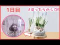 √ダウンロード ヒヤシン�� 水 280374-ヒヤシンス 水栽��� 日当たり