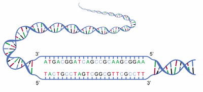 Desoxyribonukleinsäure (DNA)