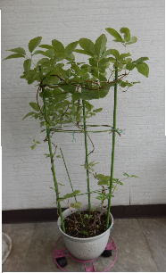 穂木の準備 冬に剪定した穂木を使います 冷蔵庫に乾燥させないように保管して置いたのを使います ビニール袋に湿らせて保管して置きます 絶対に乾燥は厳禁です 梅雨挿しや初秋の場合は 今年延びた枝でよく日に当っている場所から採取します