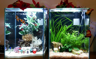 30cmハイタイプ海水 淡水2本 熱帯魚レンタルｎ ａ