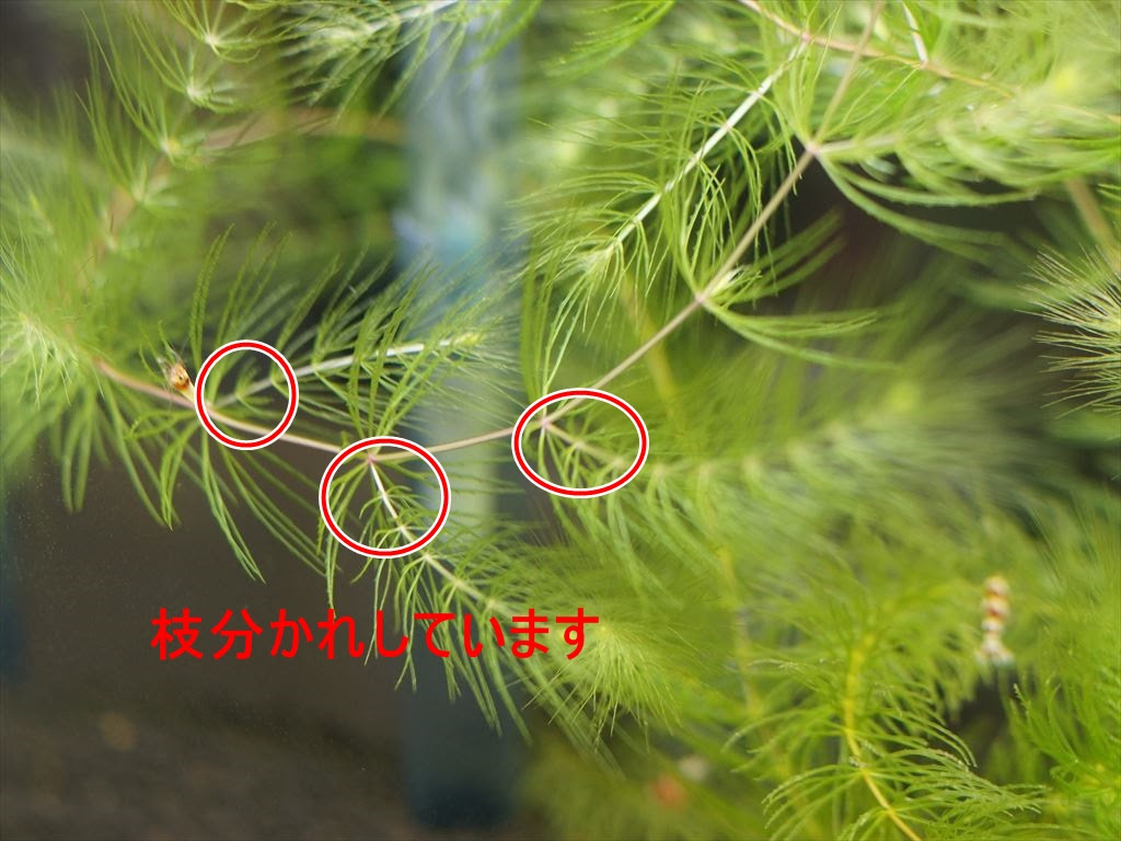 レッドビーシュリンプ水槽に無農薬マツモを投入した結果 サラリーマンlifestyleblog