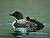 Common Loon with chick.jpg