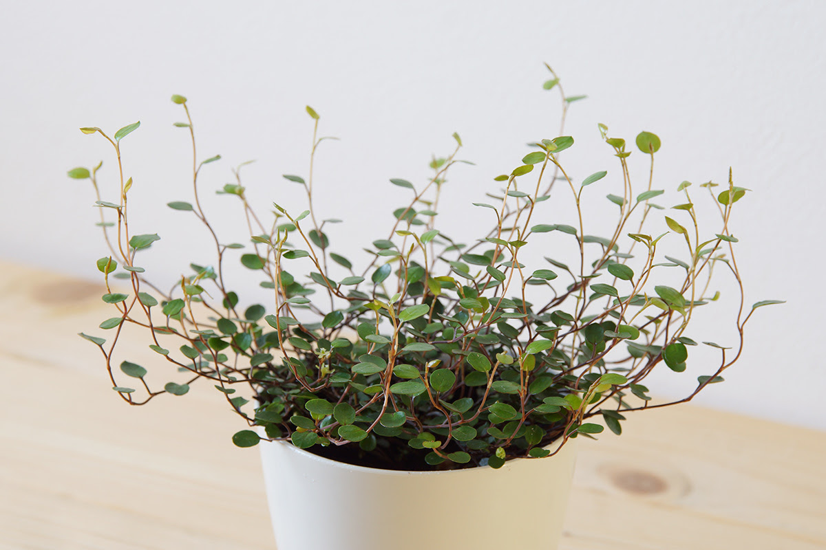 ミューレンベキア属の観葉植物 ワイヤープランツ ミューレンベキア コンプレクサ の基本的な育て方をご紹介します ウチデグリーン ノート Uchi De Green Note