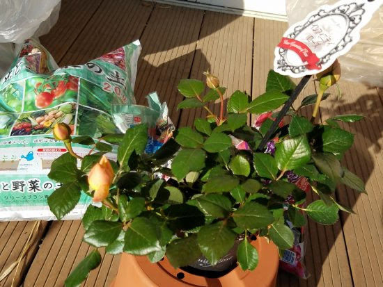 ミニバラを買ったときにすること ミニバラの植え替え