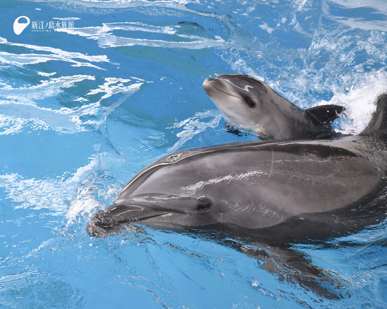 えのすい壁紙ギャラリー 新江ノ島水族館