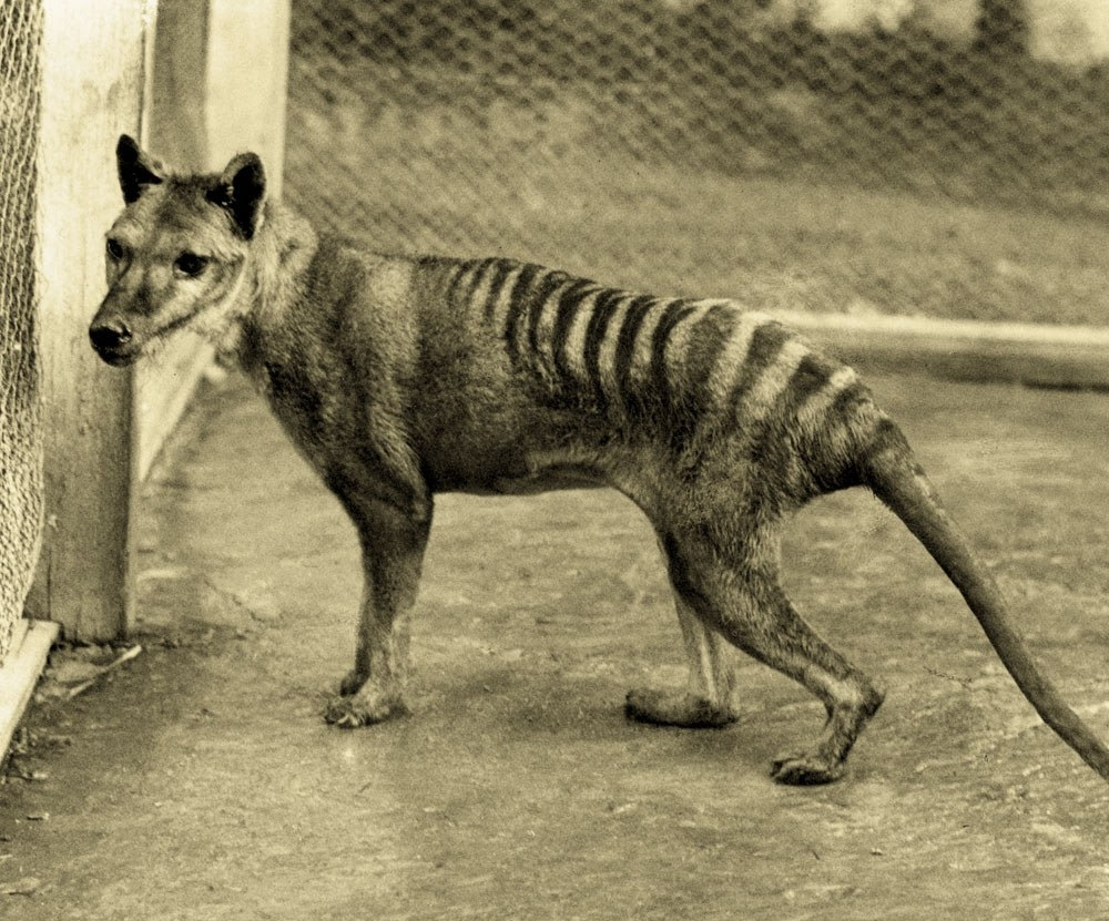 Specii De Animale Disparute Care Ar Putea Fi Readuse La Viata