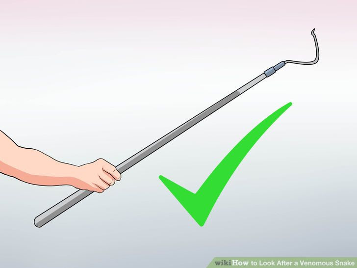 Look After a Venomous Snake Step 15.jpg