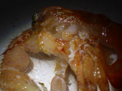 ヤドカリさんの悲しき脱皮不全 海水魚が好き 楽天ブログ