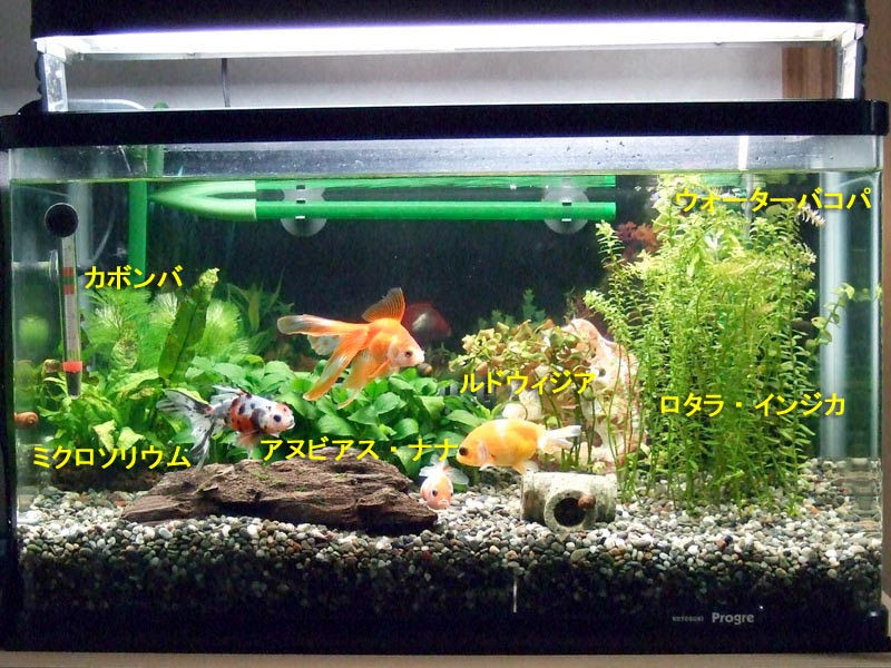 我が家の金魚たち パールグラスとロタラインジカ
