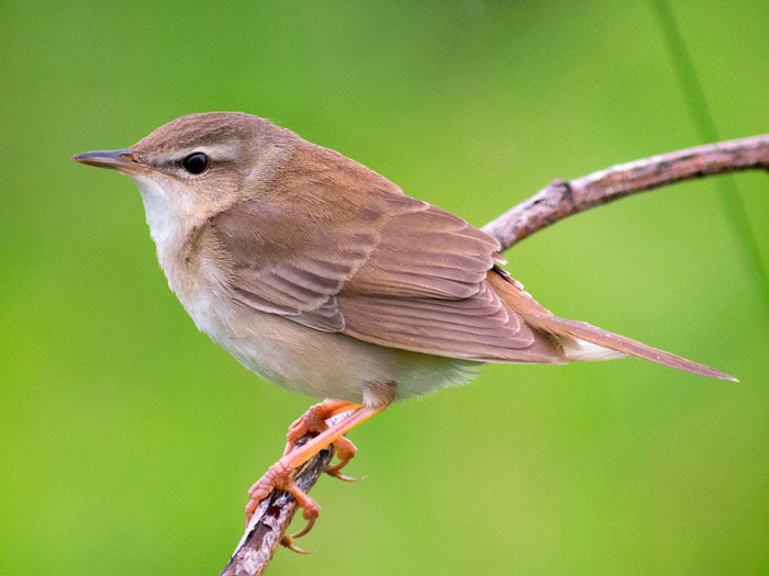野鳥シリーズ ウグイス あきた森づくり活動サポートセンター