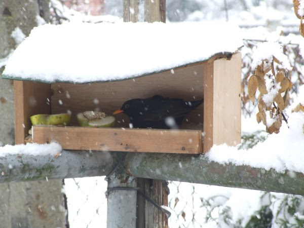 blackbird