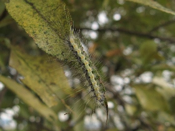 エゾビタキの餌 えさ 毛虫 アメリカシロヒトリの幼虫 を食べる 京都 洛西の野鳥 Diastataxy
