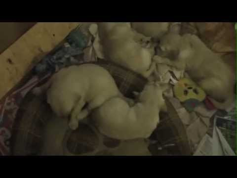 corgi golden retriever mix puppies. 2009 Golden Retriever Puppies