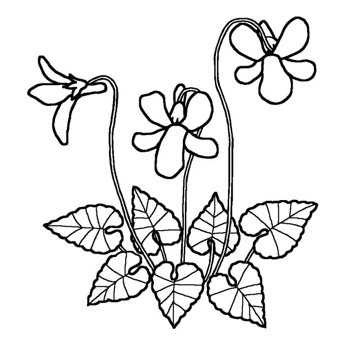 タチツボスミレ 立坪菫 白黒 春の花 無料イラスト素材