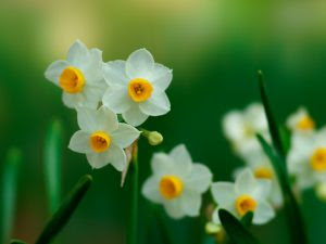 １２ヶ月の誕生月の花 月別一覧と花言葉 １月 ３月 きせろぐ 季節と暮らしのブログ