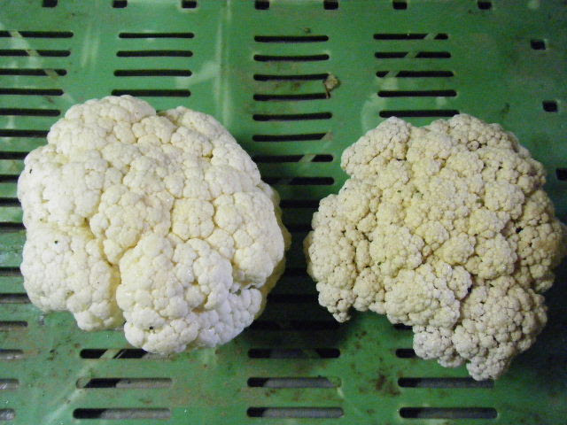 平成２９年６月５日 ６日の野菜セット ブロッコリー カリフラワーの管理について 安全な食を目指して無農薬栽培 小林農場 風家 かざいえ