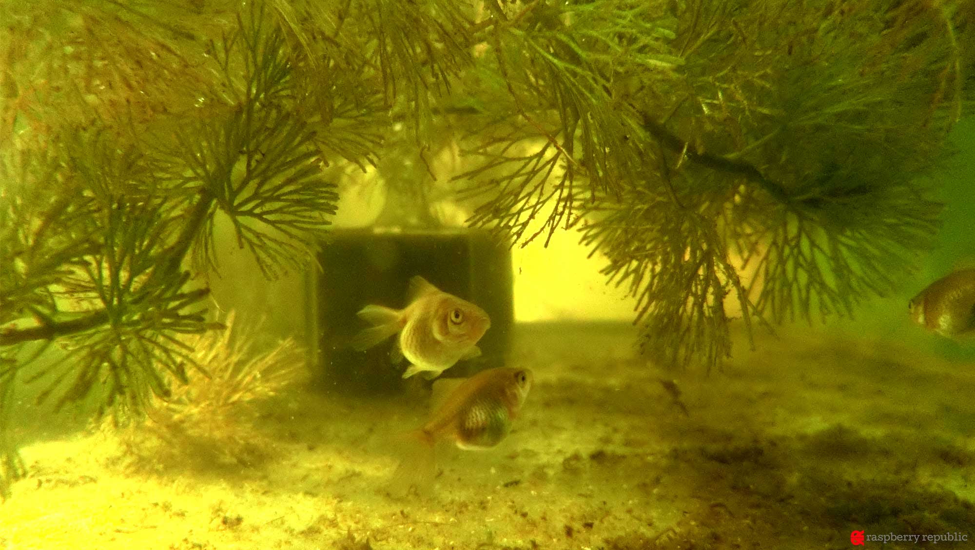 ラクラク稚魚飼育17 経過観察 E08 金魚飼育マニュアル 木苺共和国