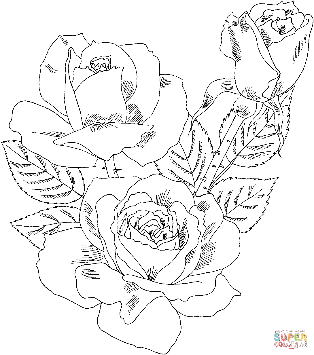 Rosa "Double Delight"
