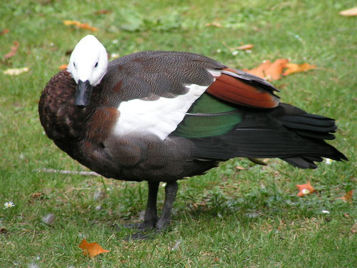especially colorful duck