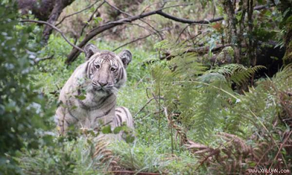 Con hổ Bengal có màu lông lạ được phát hiện tại khu dự trữ sinh quyển Nilgiri, Ấn Độ. Ảnh: Nilanjan Ray.