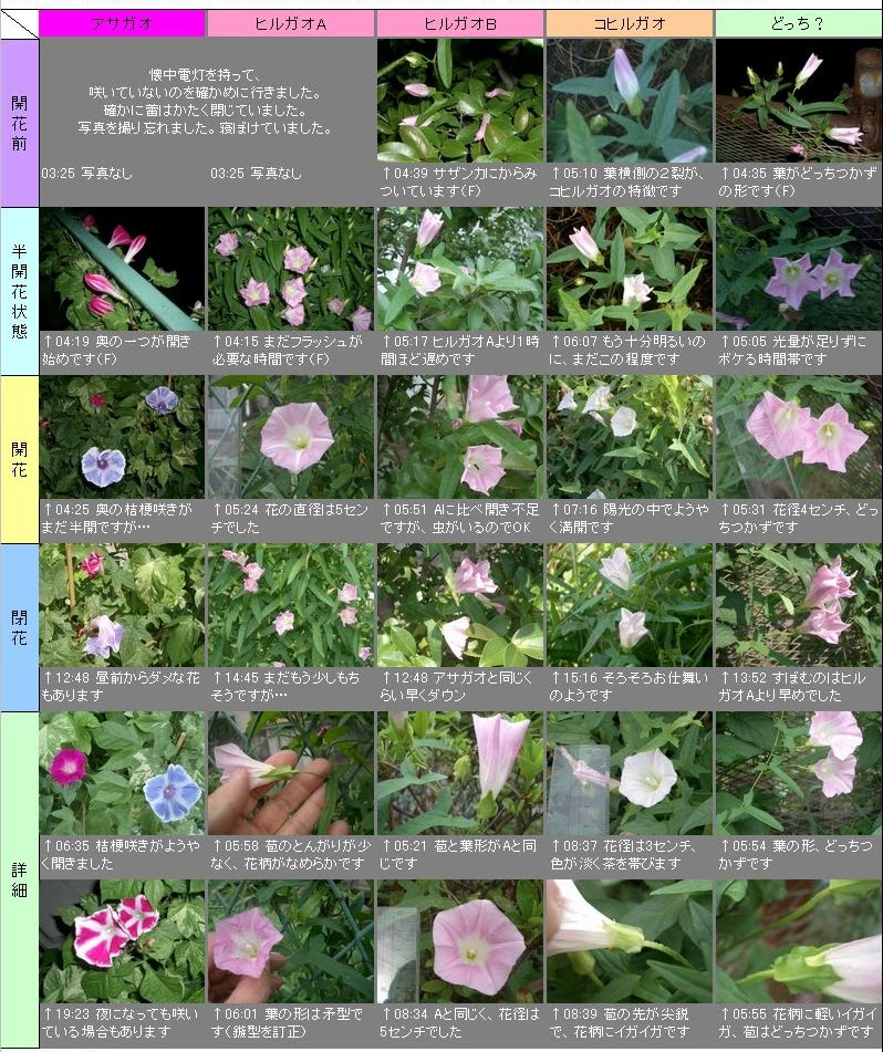 ヒルガオの観察