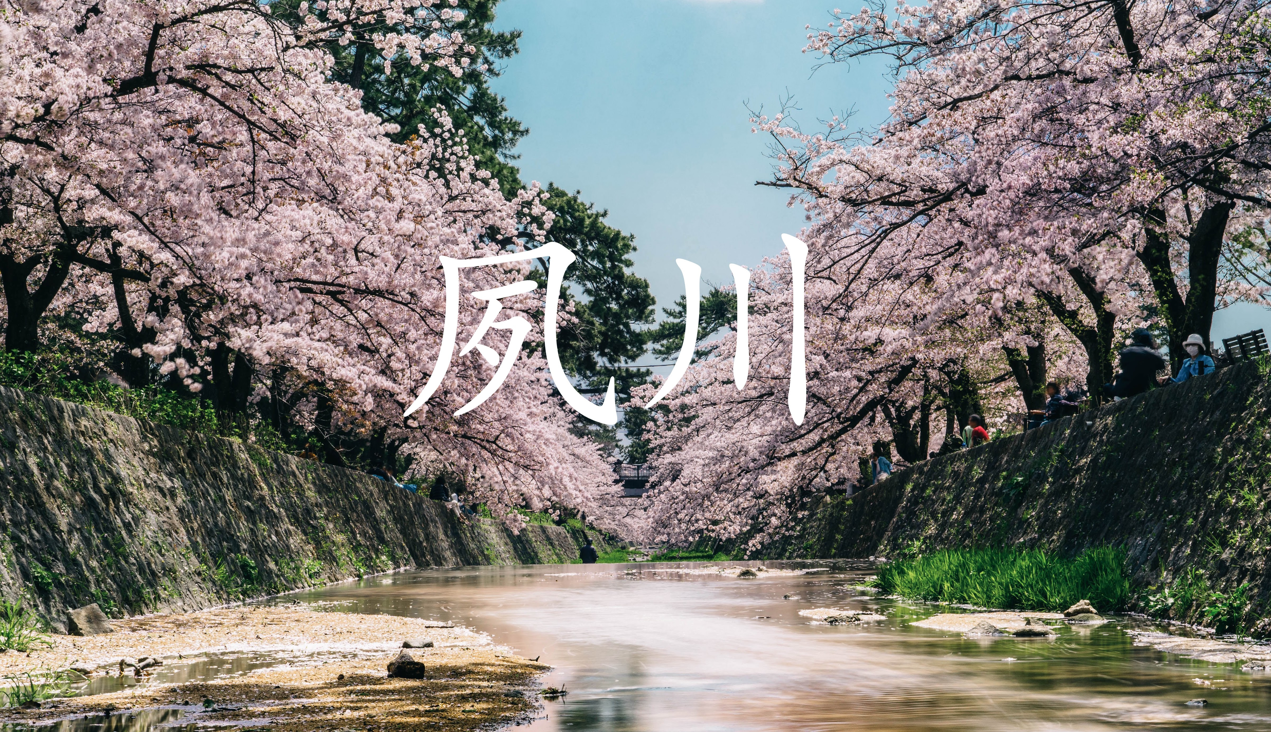 21年 夙川の桜 開花状況 4月5日更新 を伝える記事 4月1日からライトアップ Lifestyle Standard