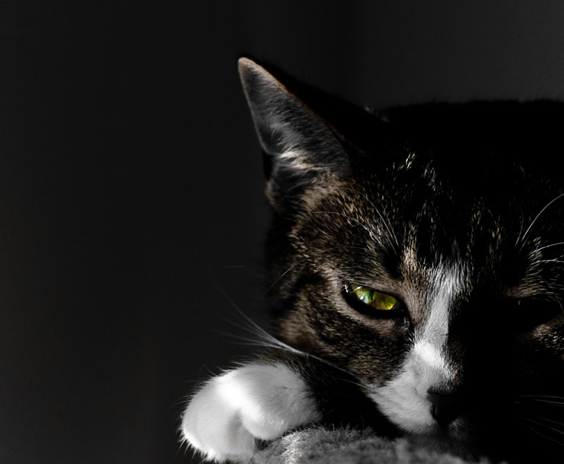 Don't Wake The Beast (22/365)