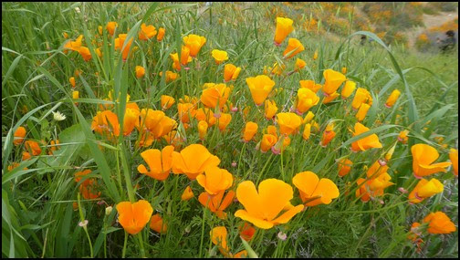 Ca お花見1 カリフォルニアポピー きろはんの随想