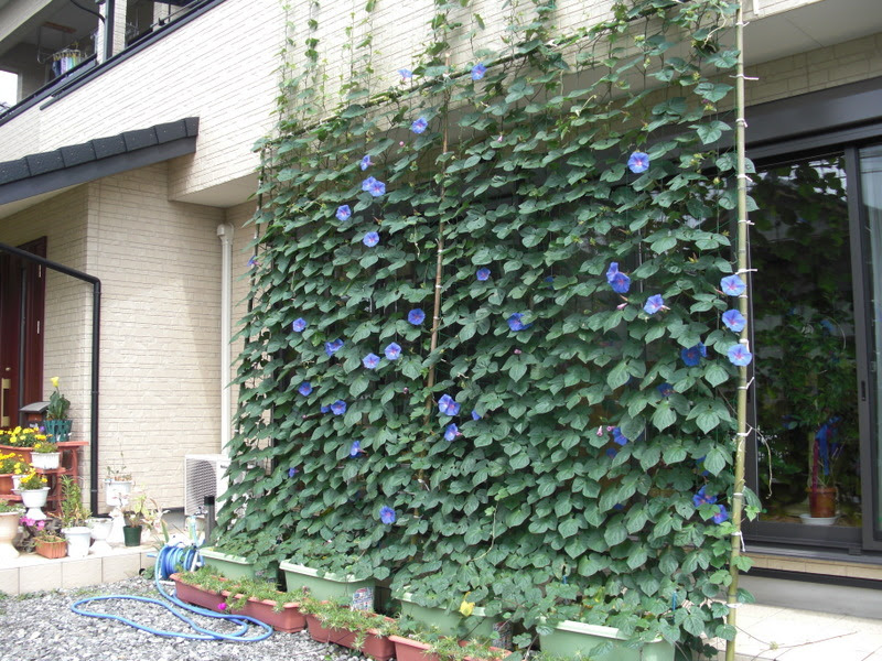 緑のカーテン 3 朝顔です シラネパック 宝石会社様用 ビニール製品販売 抜き型枠販売 ハードボード販売 さくらんぼ500g800g1kg化粧箱ウレタン付き販売