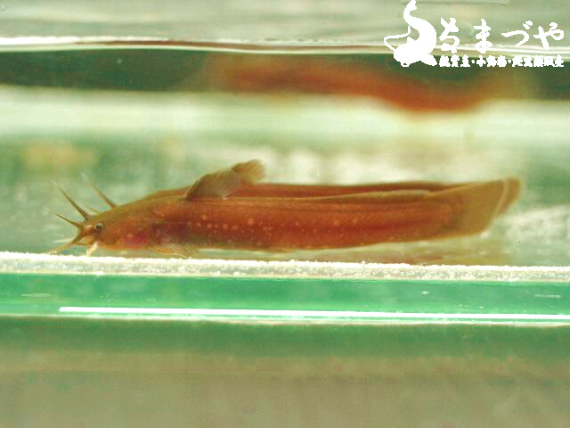 小型水槽で飼育できるナマズ アカザ入荷 日本産淡水魚 大型肉食魚なまづや新着情報ブログ